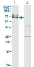 ICAM-1 / CD54 Antibody - Western Blot analysis of ICAM1 expression in transfected 293T cell line by ICAM1 monoclonal antibody (M01), clone 3H8-2G6.Lane 1: ICAM1 transfected lysate (Predicted MW: 57.8 KDa).Lane 2: Non-transfected lysate.