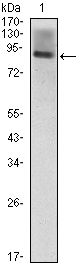 ICAM-1 / CD54 Antibody - Western blot using ICAM1 mouse monoclonal antibody against ICAM1(AA: 28-480)-hIgGFc transfected HEK293 (1) cell lysate.