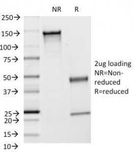 ICAM-1 / CD54 Antibody - SDS-PAGE Analysis of Purified, BSA-Free ICAM1 Antibody (clone F4-31C2). Confirmation of Integrity and Purity of the Antibody.