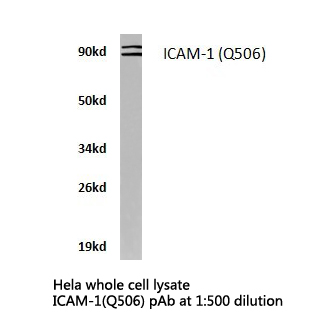 ICAM-1 / CD54 Antibody - Western blot of ICAM-1 (Q506) pAb in extracts from HepG2 cells.