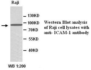 ICAM-1 / CD54 Antibody