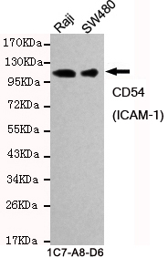 ICAM-1 / CD54 Antibody - Western blot detection of CD54(ICAM-1) in Raji and SW480 cell lysates and using CD54(ICAM-1) mouse monoclonal antibody (1:1000 dilution). Predicted band size: 58KDa. Observed band size: 96KDa.