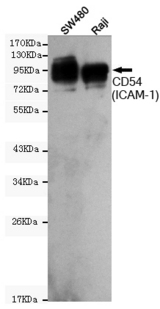 ICAM-1 / CD54 Antibody - Western blot detection of CD54(ICAM-1) in SW480 and Raji cell lysates using CD54(ICAM-1) mouse monoclonal antibody (1:1000 dilution). Predicted band size: 96KDa. Observed band size:96KDa.