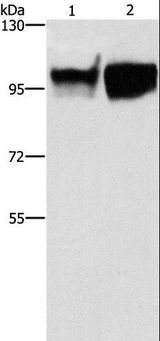 ICAM-1 / CD54 Antibody - Western blot analysis of HeLa and Raji cell, using ICAM1 Polyclonal Antibody at dilution of 1:350.