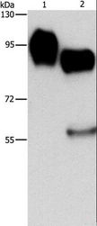 ICAM-1 / CD54 Antibody - Western blot analysis of Raji and HUVEC cell, using ICAM1 Polyclonal Antibody at dilution of 1:1150.