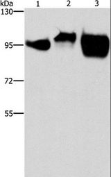 ICAM-1 / CD54 Antibody - Western blot analysis of Huvec, HeLa and Raji cell, using ICAM1 Polyclonal Antibody at dilution of 1:500.