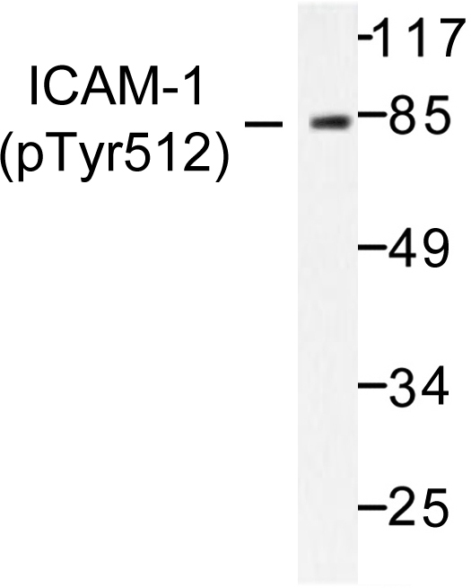 ICAM-1 / CD54 Antibody - Western blot of p-ICAM-1 (Y512) pAb in extracts from 293 cells.