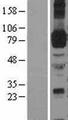 ICAM-1 / CD54 Protein - Western validation with an anti-DDK antibody * L: Control HEK293 lysate R: Over-expression lysate
