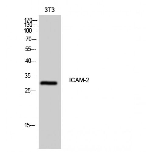ICAM2 / CD102 Antibody - Western blot of ICAM-2 antibody