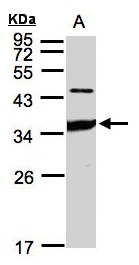 ICAM2 / CD102 Antibody - Sample (30 ug whole cell lysate). A: HeLa S3. 12% SDS PAGE. CD102 / ICAM-2 antibody diluted at 1:1000