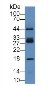 ICAM2 / CD102 Antibody - Western Blot; Sample: Human Hela cell lysate; Primary Ab: 2µg/mL Rabbit Anti-Mouse ICAM2 Antibody Second Ab: 0.2µg/mL HRP-Linked Caprine Anti-Rabbit IgG Polyclonal Antibody