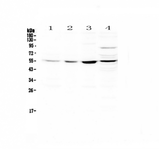 ICAM2 / CD102 Antibody - Western blot - Anti-ICAM2/Cd102 Picoband antibody