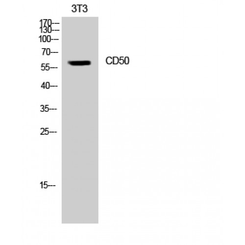 ICAM3 / CD50 Antibody - Western blot of CD50 antibody