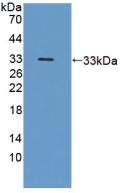 ICAM3 / CD50 Antibody - Western Blot; Sample: Recombinant ICAM3, Human.