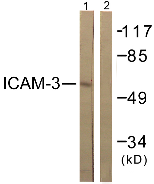 ICAM3 / CD50 Antibody - Western blot analysis of lysates from NIH/3T3 cells, treated with TNF-a 20ng/ml 5', using CD50/ICAM-3 Antibody. The lane on the right is blocked with the synthesized peptide.