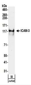 ICAM3 / CD50 Antibody - Detection of Human ICAM-3 by Western Blot. Samples: Whole cell lysate (50 ug) from Jurkat cells. Antibodies: Affinity purified rabbit anti-ICAM-3 antibody used for WB at 0.4 ug/ml. Detection: Chemiluminescence with an exposure time of 30 seconds.