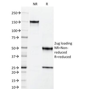 ICAM3 / CD50 Antibody - SDS-PAGE Analysis of Purified, BSA-Free ICAM-3 Antibody (clone 101-1D2). Confirmation of Integrity and Purity of the Antibody.