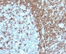 ICAM3 / CD50 Antibody - IHC analysis of FFPE human tonsil with CD50 antibody (clone 186-2G9). This image was taken for the unmodified form of this product. Other forms have not been tested.