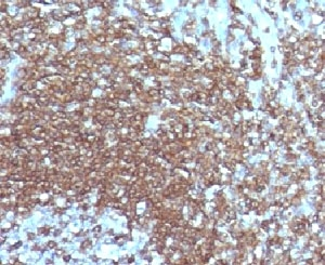 ICAM3 / CD50 Antibody - IHC testing of FFPE human tonsil with ICAM3 antibody.