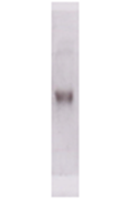 ICAM3 / CD50 Antibody - Purified ICAM-3-Fc was separated by using PAGE and transferred via electroblotting to nitrocellulose membrane.