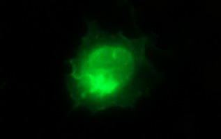 ICAM3 / CD50 Antibody - Anti-ICAM3 mouse monoclonal antibody immunofluorescent staining of COS7 cells transiently transfected by pCMV6-ENTRY ICAM3.