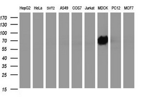 ICAM3 / CD50 Antibody - Western blot of extracts (35ug) from 9 different cell lines by using anti-ICAM3 monoclonal antibody (HepG2: human; HeLa: human; SVT2: mouse; A549: human; COS7: monkey; Jurkat: human; MDCK: canine; PC12: rat; MCF7: human).