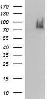 ICAM3 / CD50 Antibody - HEK293T cells were transfected with the pCMV6-ENTRY control (Left lane) or pCMV6-ENTRY ICAM3 (Right lane) cDNA for 48 hrs and lysed. Equivalent amounts of cell lysates (5 ug per lane) were separated by SDS-PAGE and immunoblotted with anti-ICAM3.
