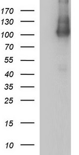 ICAM3 / CD50 Antibody - HEK293T cells were transfected with the pCMV6-ENTRY control (Left lane) or pCMV6-ENTRY ICAM3 (Right lane) cDNA for 48 hrs and lysed. Equivalent amounts of cell lysates (5 ug per lane) were separated by SDS-PAGE and immunoblotted with anti-ICAM3.