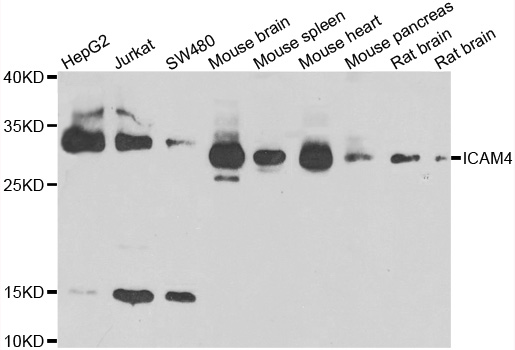 ICAM4 / CD242 Antibody - Western blot analysis of extracts of various cell lines.
