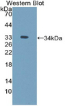 ICAM5 / ICAM-5 Antibody - Western blot of recombinant ICAM5 / ICAM-5.