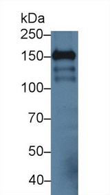 ICAM5 / ICAM-5 Antibody - Western Blot; Sample: Mouse Cerebrum lysate; Primary Ab: 3µg/ml Rabbit Anti-Mouse ICAM5 Antibody Second Ab: 0.2µg/mL HRP-Linked Caprine Anti-Rabbit IgG Polyclonal Antibody