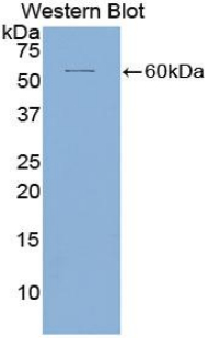 ICAM5 / ICAM-5 Antibody - Western blot of recombinant ICAM5 / ICAM-5.  This image was taken for the unconjugated form of this product. Other forms have not been tested.