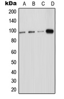 ICAM5 / ICAM-5 Antibody - Western blot analysis of ICAM-5 expression in HeLa (A); HEK293T (B); Raw264.7 (C); PC12 (D) whole cell lysates.