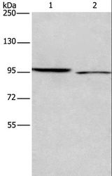 ICAM5 / ICAM-5 Antibody - Western blot analysis of 293T and HeLa cell, using ICAM5 Polyclonal Antibody at dilution of 1:500.