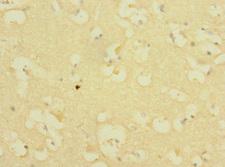 ICAM5 / ICAM-5 Antibody - Immunohistochemistry of paraffin-embedded human brain tissue at dilution 1:100