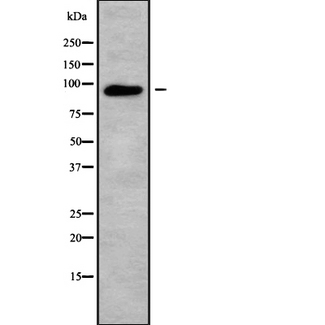 ICAM5 / ICAM-5 Antibody - Western blot analysis ICAM5 using COS7 whole cells lysates