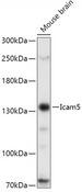 ICAM5 / ICAM-5 Antibody - Western blot analysis of extracts of Mouse brain using Icam5 Polyclonal Antibody at dilution of 1:1000.