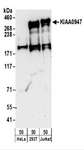 ICE1 Antibody - Detection of Human KIAA0947 by Western Blot. Samples: Whole cell lysate (50 ug) from HeLa, 293T, and Jurkat cells. Antibodies: Affinity purified rabbit anti-KIAA0947 antibody used for WB at 0.4 ug/ml. Detection: Chemiluminescence with an exposure time of 30 seconds.