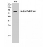 ICK Antibody - Western blot of Intestinal Cell Kinase antibody