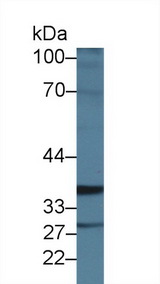 ICK Antibody - Western Blot; Sample: Porcine Stomach lysate; Primary Ab: 1µg/ml Rabbit Anti-Human ICK Antibody Second Ab: 0.2µg/mL HRP-Linked Caprine Anti-Rabbit IgG Polyclonal Antibody