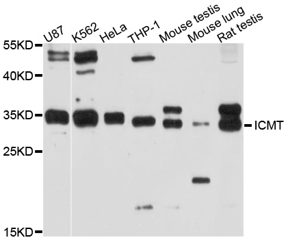 ICMT / PPMT Antibody - Western blot analysis of extracts of various cell lines, using ICMT antibody at 1:1000 dilution. The secondary antibody used was an HRP Goat Anti-Rabbit IgG (H+L) at 1:10000 dilution. Lysates were loaded 25ug per lane and 3% nonfat dry milk in TBST was used for blocking. An ECL Kit was used for detection and the exposure time was 90s.