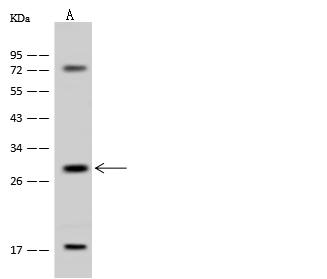 ICMT / PPMT Antibody - Anti-ICMT rabbit polyclonal antibody at 1:500 dilution. Lane A: HeLa Whole Cell Lysate. Lysates/proteins at 30 ug per lane. Secondary: Goat Anti-Rabbit IgG (H+L)/HRP at 1/10000 dilution. Developed using the ECL technique. Performed under reducing conditions. Predicted band size: 32 kDa. Observed band size: 32 kDa.