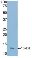 ICOS / CD278 Antibody - Western Blot; Sample: Recombinant ICOS, Mouse.