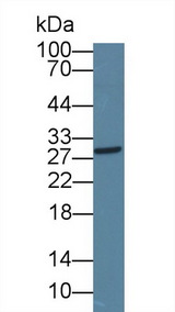 ICOS / CD278 Antibody - Western Blot; Sample: Rat Liver lysate; Primary Ab: 1µg/ml Rabbit Anti-Rat ICOS Antibody Second Ab: 0.2µg/mL HRP-Linked Caprine Anti-Rabbit IgG Polyclonal Antibody