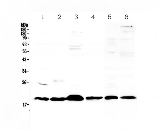ICOS / CD278 Antibody - Western blot - Anti-ICOS Picoband antibody