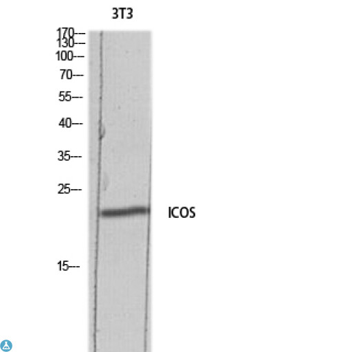 ICOS / CD278 Antibody - Western Blot (WB) analysis of 3T3 lysis using ICOS antibody.