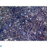ICOS / CD278 Antibody - Immunohistochemistry (IHC) analysis of paraffin-embedded Human Tonsils, antibody was diluted at 1:100.