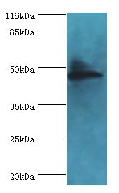 ICSBP / IRF8 Antibody - Western blot. All lanes: Irf8 antibody at 2 ug/ml+Raji whole cell lysate. Secondary antibody: goat polyclonal to rabbit at 1:10000 dilution. Predicted band size: 48 kDa. Observed band size: 48 kDa.  This image was taken for the unconjugated form of this product. Other forms have not been tested.
