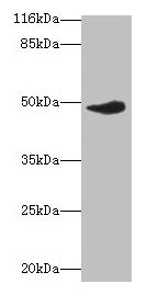 ICSBP / IRF8 Antibody - Western blot All lanes: Irf8 antibody at 2µg/ml + Raji whole cell lysate Secondary Goat polyclonal to rabbit IgG at 1/10000 dilution Predicted band size: 48 kDa Observed band size: 48 kDa