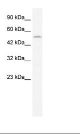 ICSBP / IRF8 Antibody - Jurkat Cell Lysate.  This image was taken for the unconjugated form of this product. Other forms have not been tested.